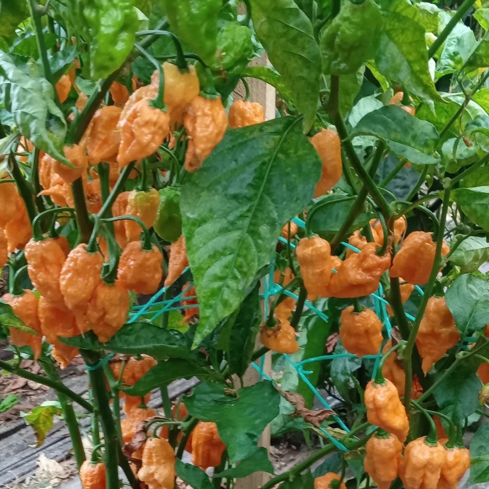 Seminţe Ardei - Pink Tiger X Reaper Peach