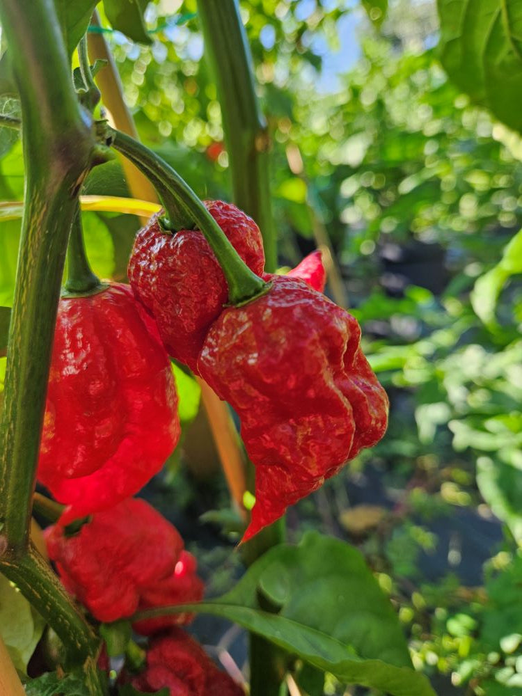 Seminţe Ardei - Podzilla Red