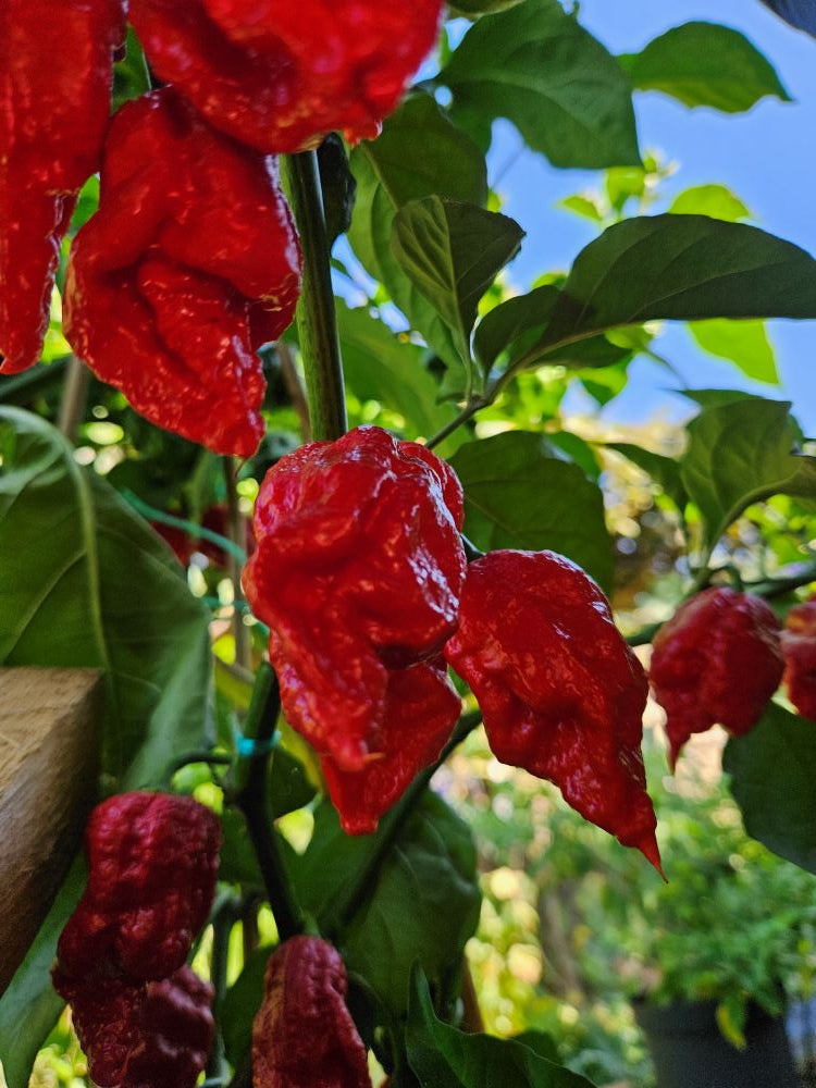 Seminţe Ardei - Podzilla Red