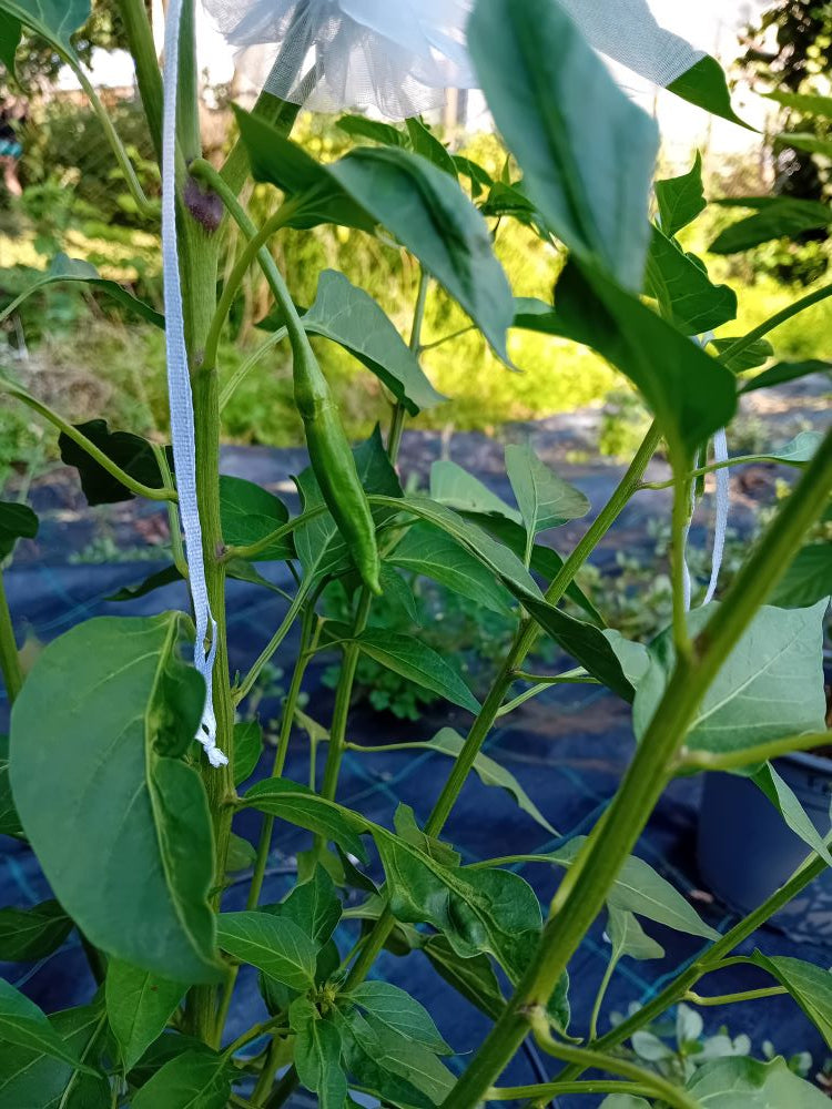 Seminţe Ardei - Prik Nam Sri