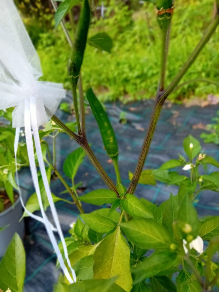 Seminţe Ardei - Prik No Sad