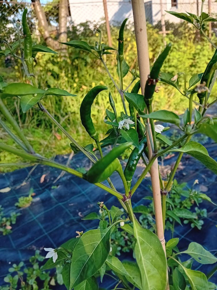 Seminţe Ardei - Prik Phuket