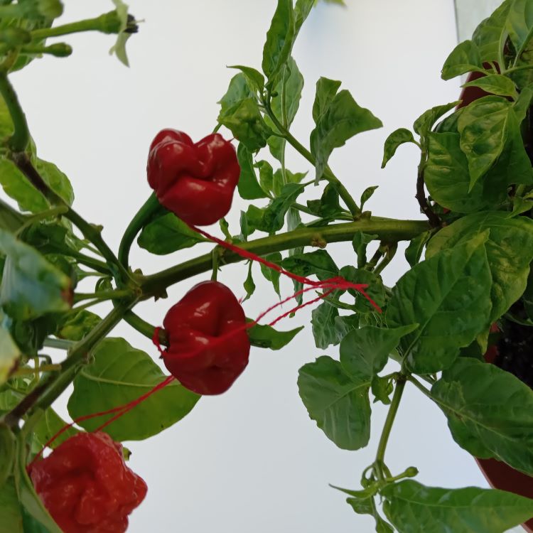 Seminţe Ardei - Primo Lucifer XL