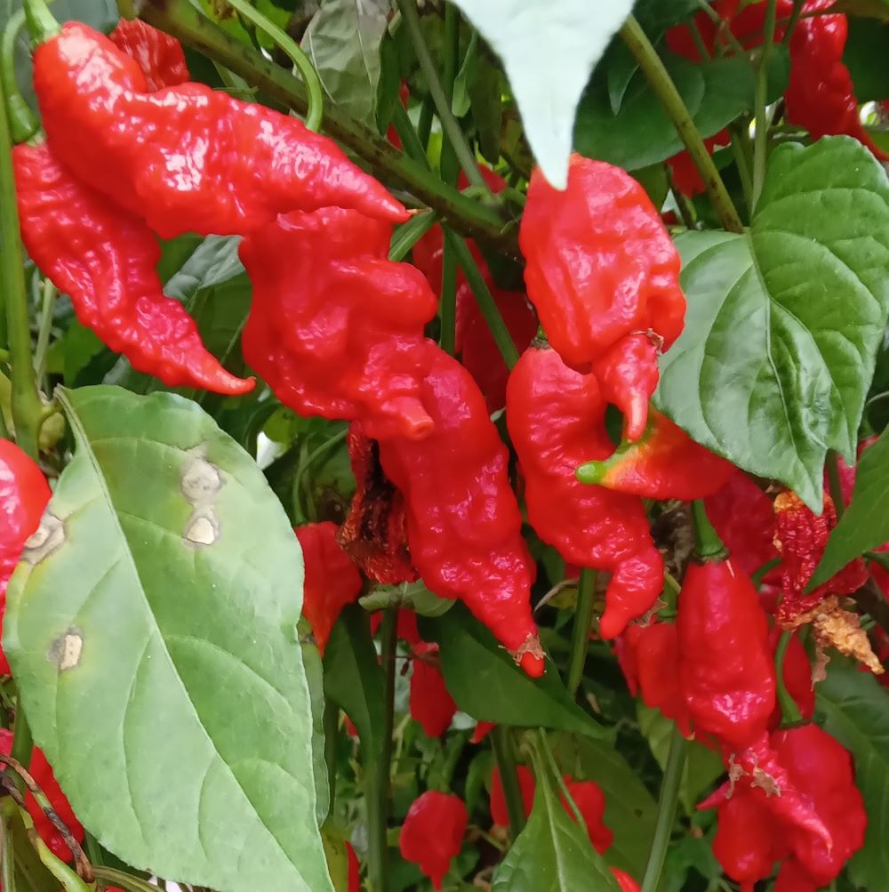 Seminţe Ardei - Primortalii Red