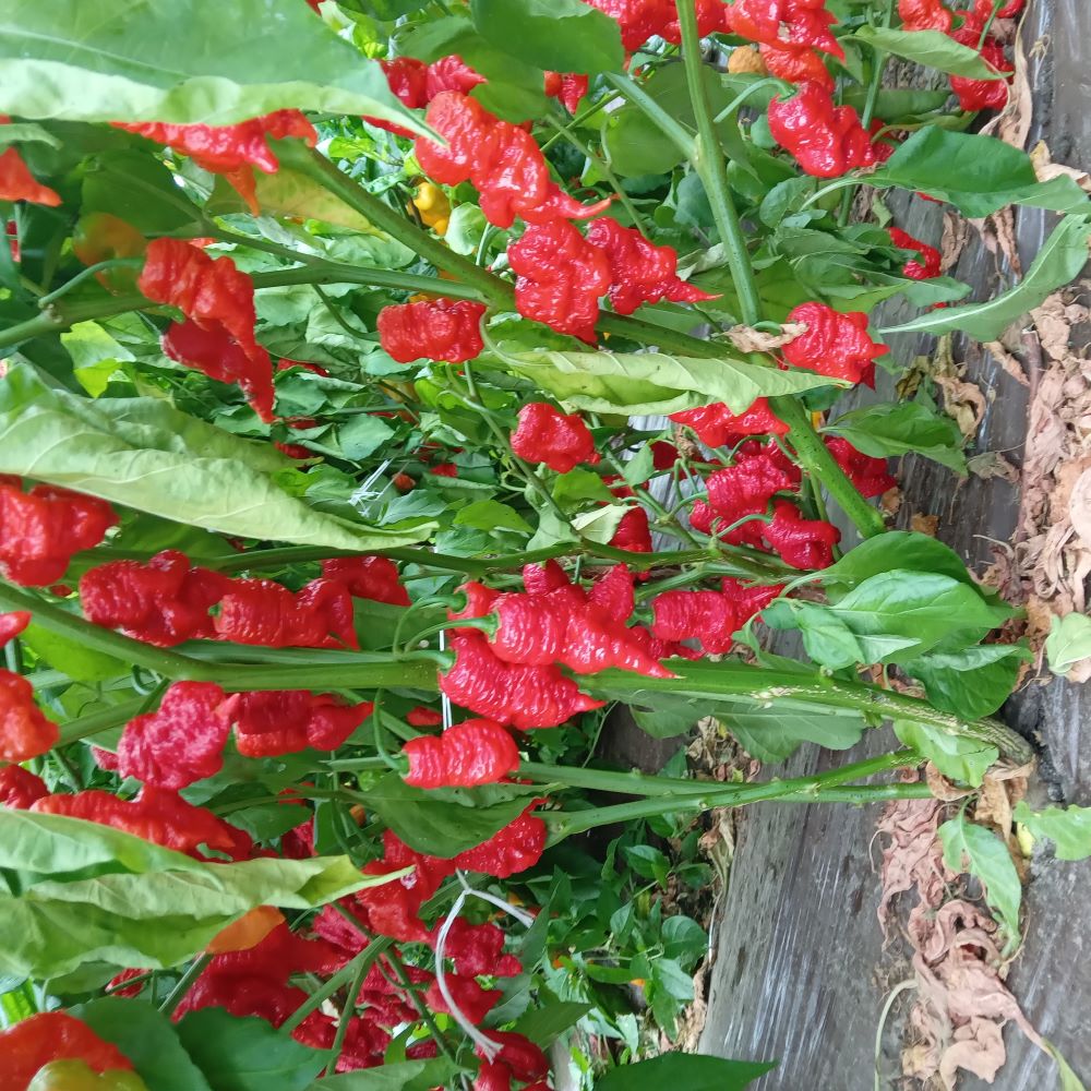 Seminţe Ardei - Primortalii Select