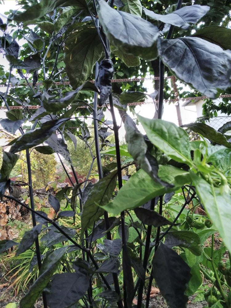 Pepper Seedling - Hurt Berry