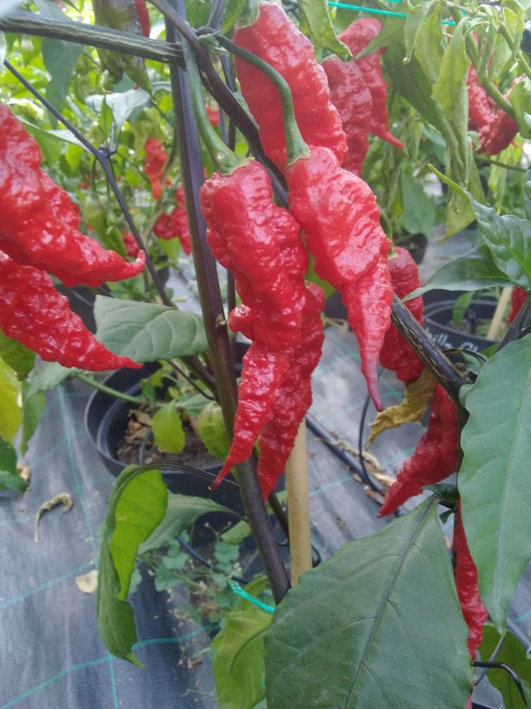 Seminţe Ardei - Purple Masacre Red