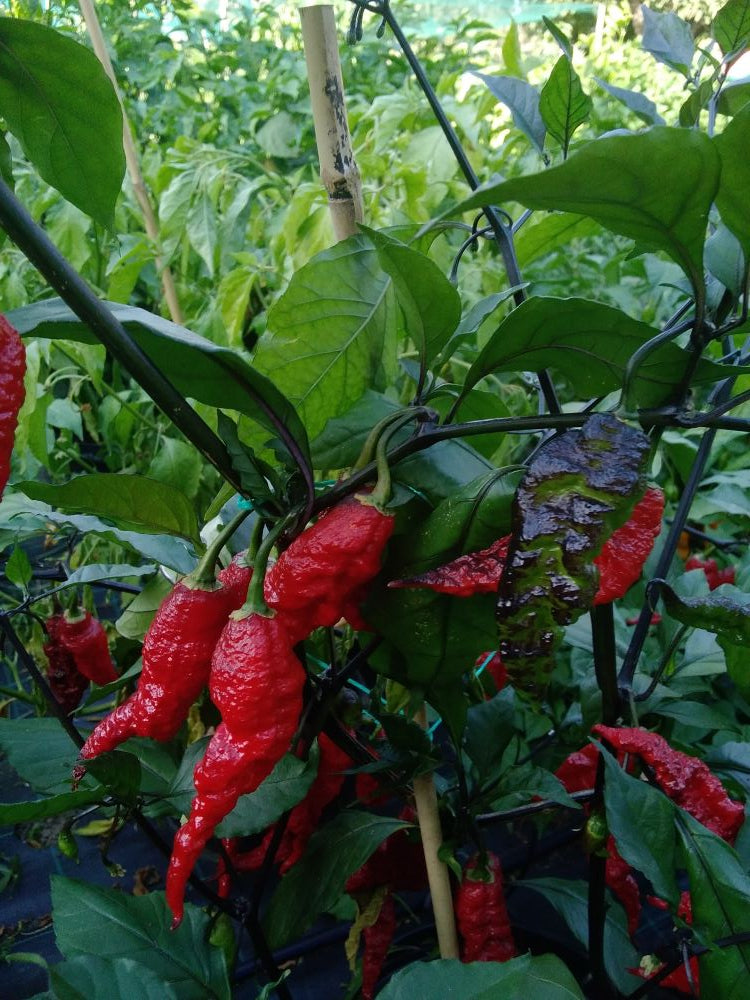 Seminţe Ardei - Purple Masacre Red