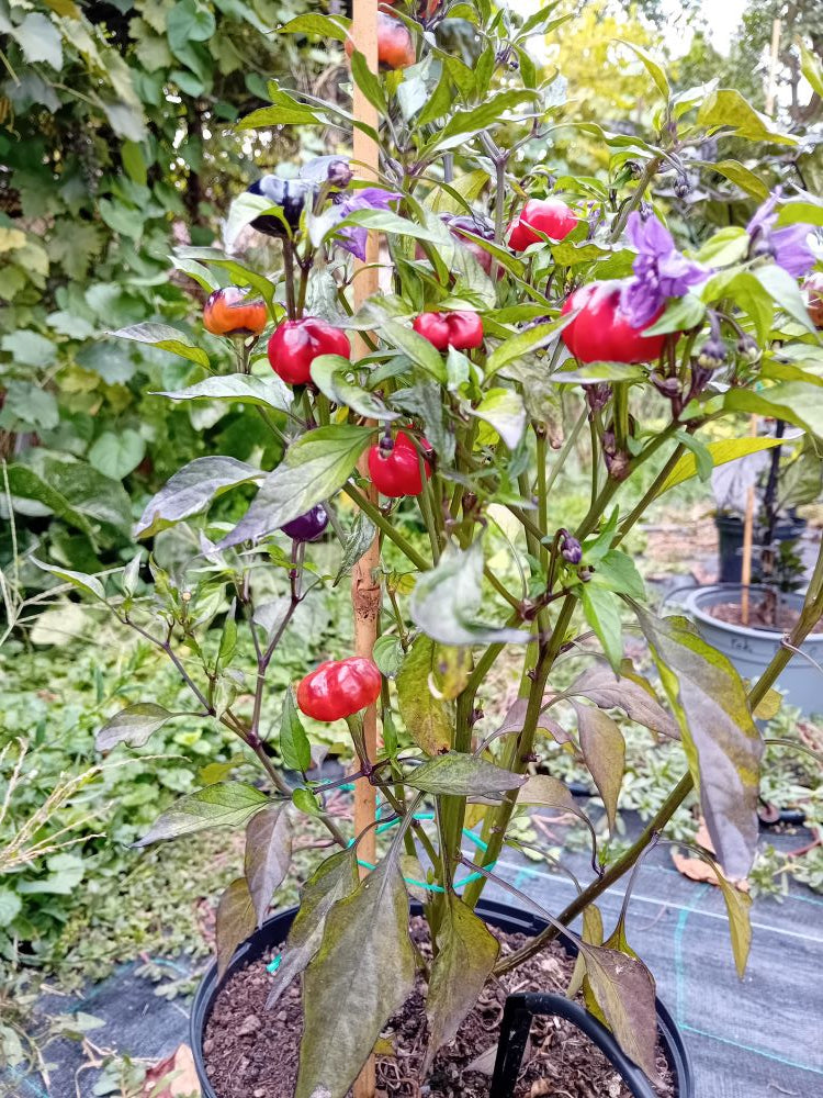 Seminţe Ardei - Purple Pumpkin