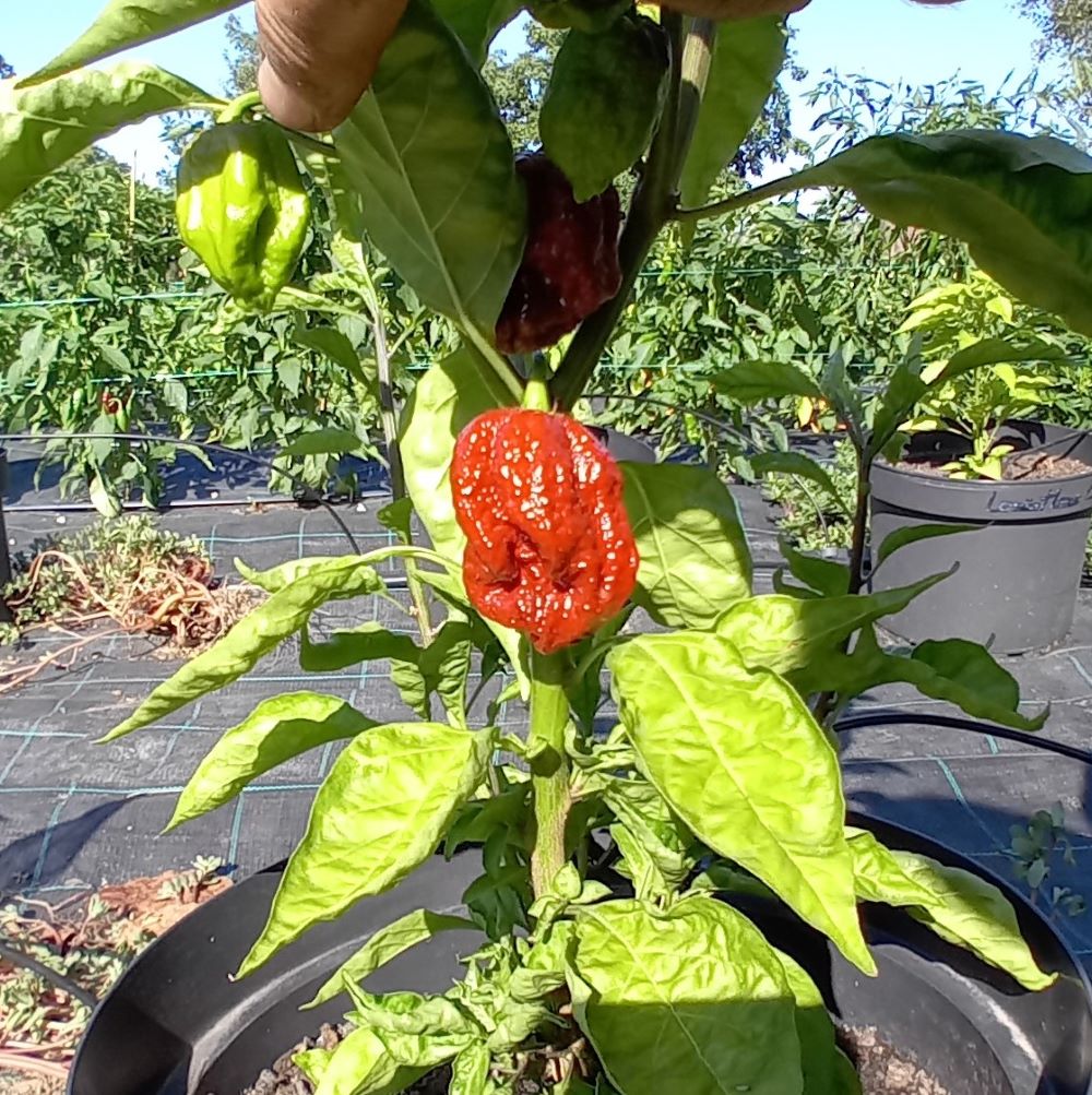 Seminţe Ardei - Raptor