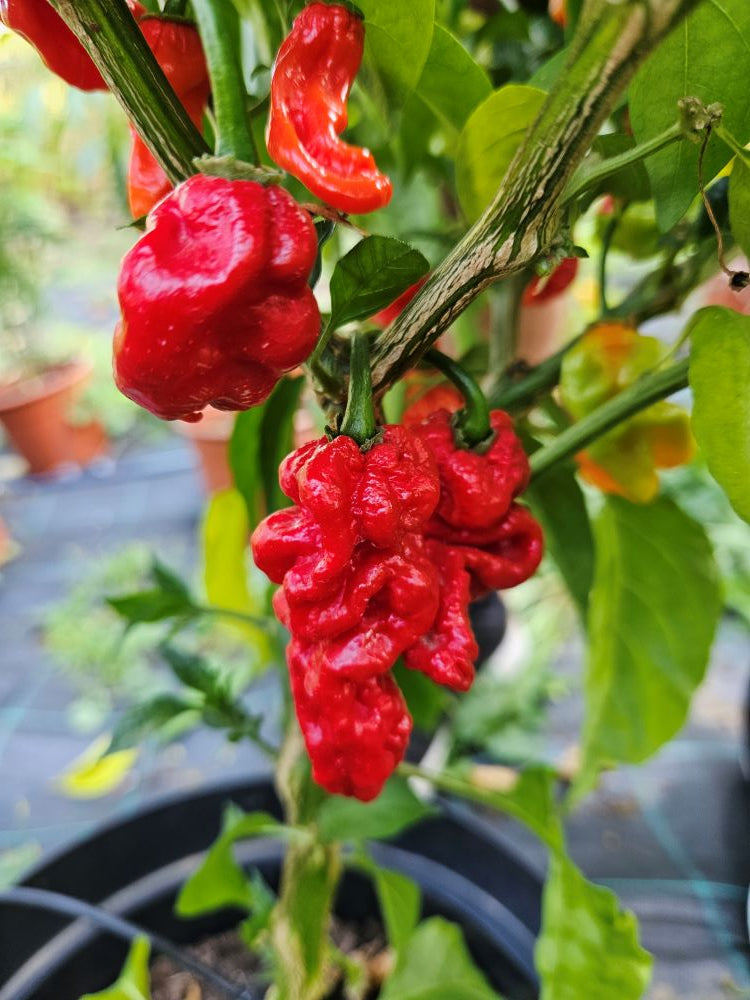 Seminţe Ardei - Obeah x Reaper