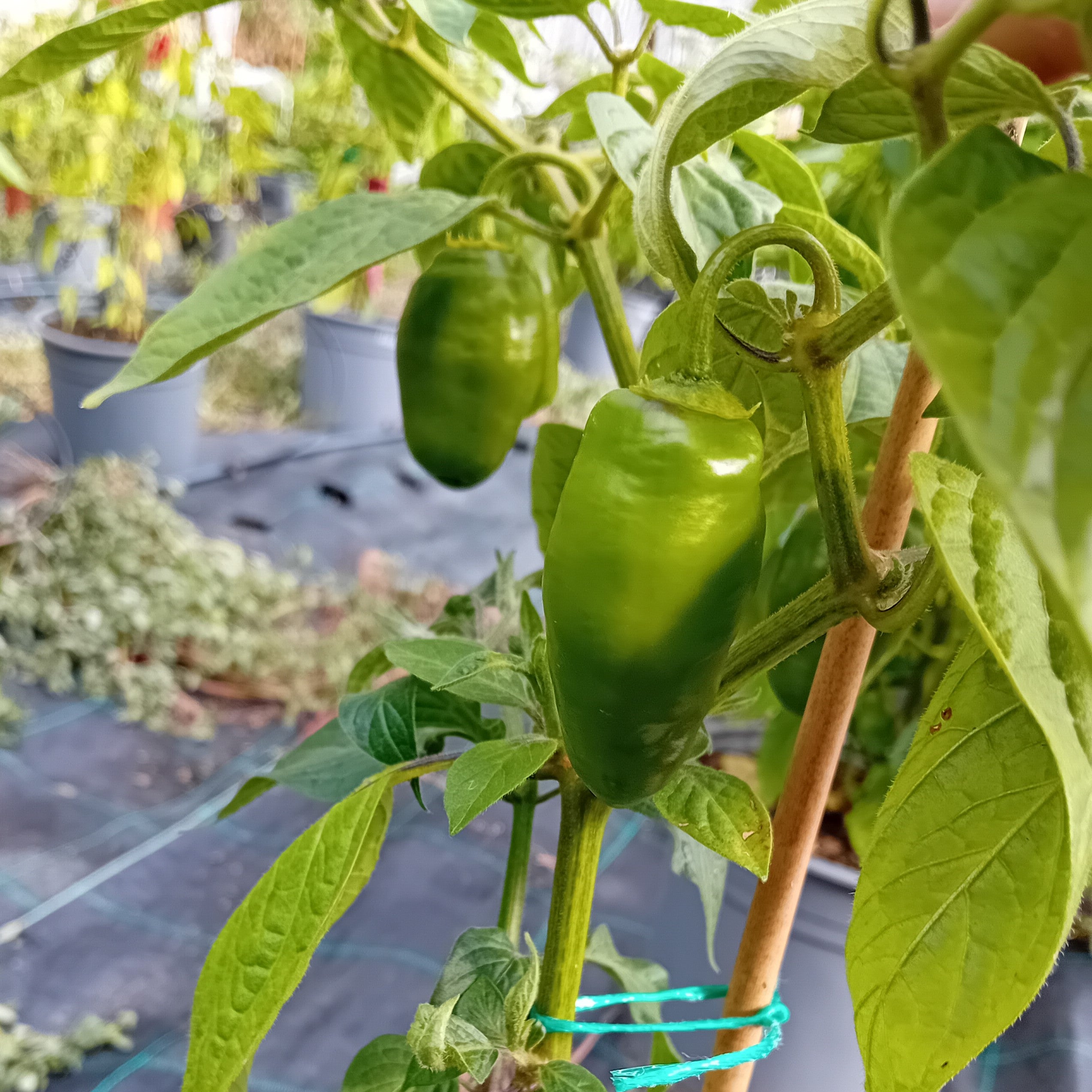 Seminţe Ardei - Rocoto Aji Largo Red