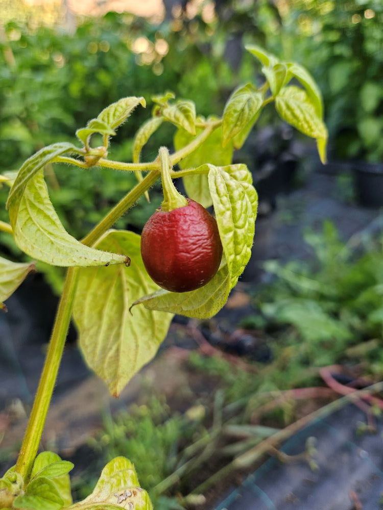Seminţe Ardei - Rocoto Mini Brown