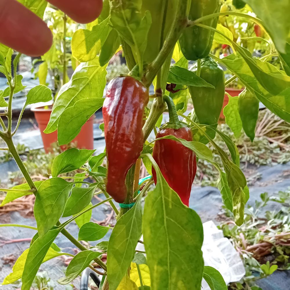 Seminţe Ardei - Santo Domingo Pueblo