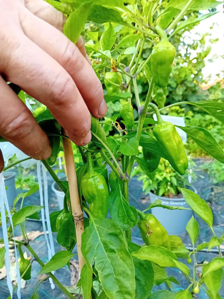 Seminţe Ardei - Santo Domingo Pueblo