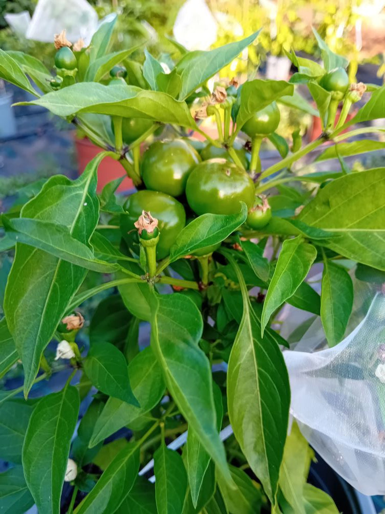 Seminţe Ardei - Satans Kiss