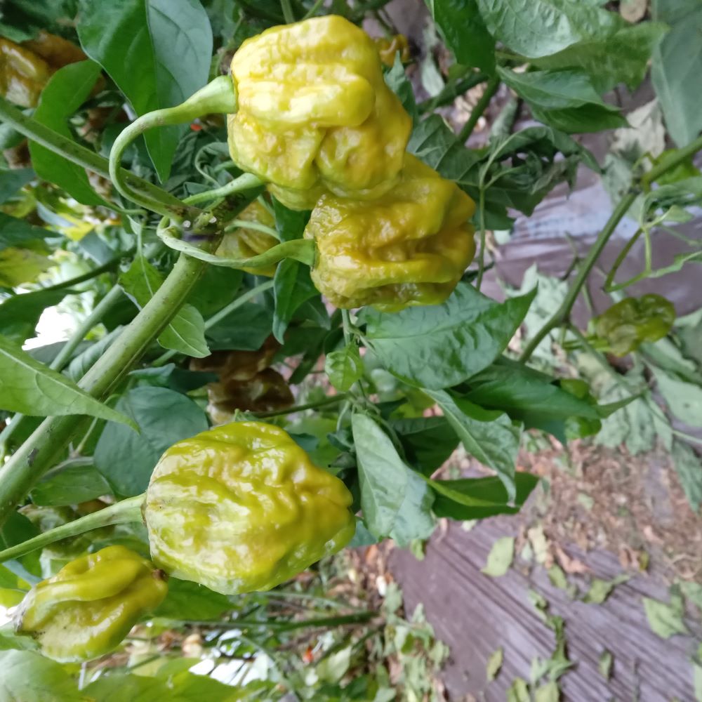 Seminţe Ardei - Scorpion Hulk