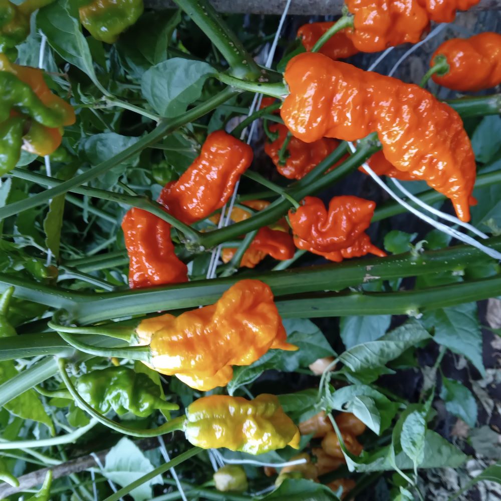 Seminţe Ardei - Scorpion Longtail Orange