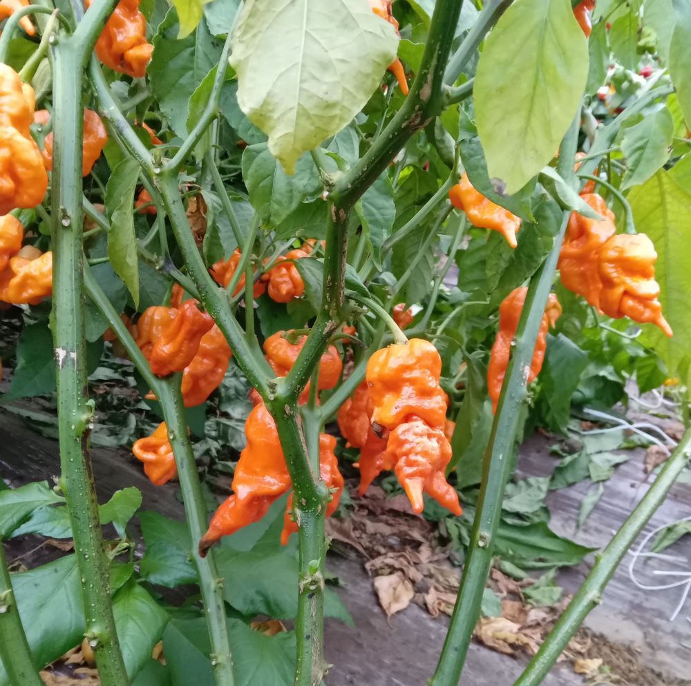 Seminţe Ardei - Scorpion Longtail Orange