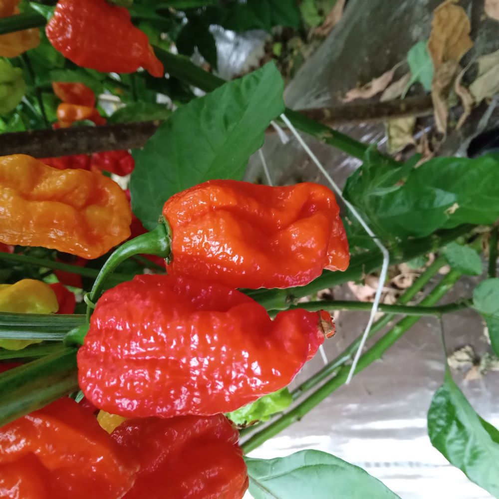 Seminţe Ardei - Scorpion Moruga Red Satan