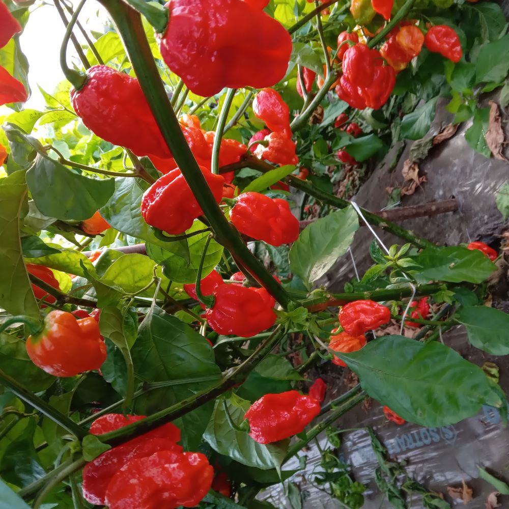 Seminţe Ardei - Scorpion Moruga Red Satan