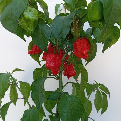 Seminţe Ardei - Scorpion Moruga Red Satan