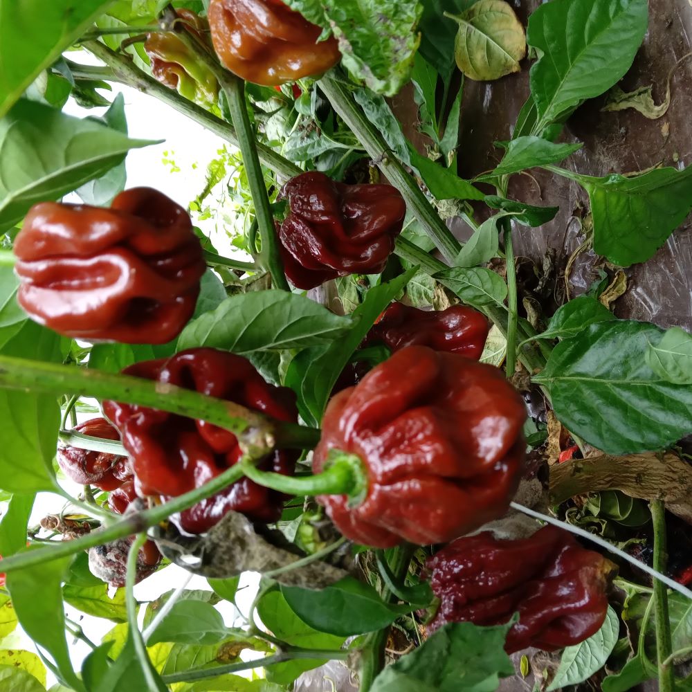 Seminţe Ardei - Scotch Bonnet Giant Chocolate