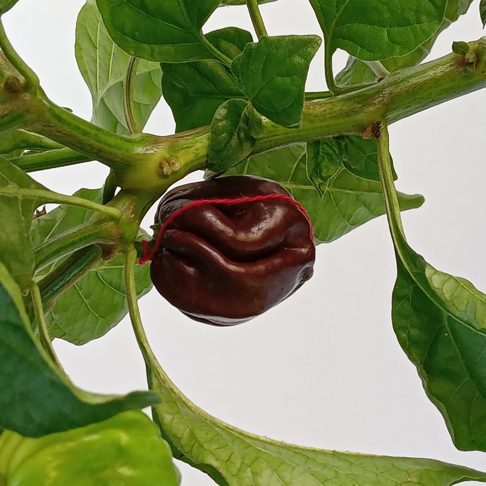 Seminţe Ardei - Scotch Bonnet Giant Chocolate