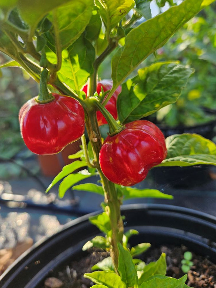Seminţe Ardei - Scotch Bonnet Red