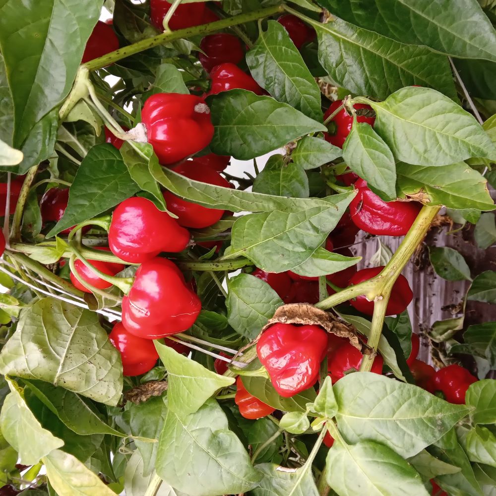 Seminţe Ardei - Scotch Bonnet Red