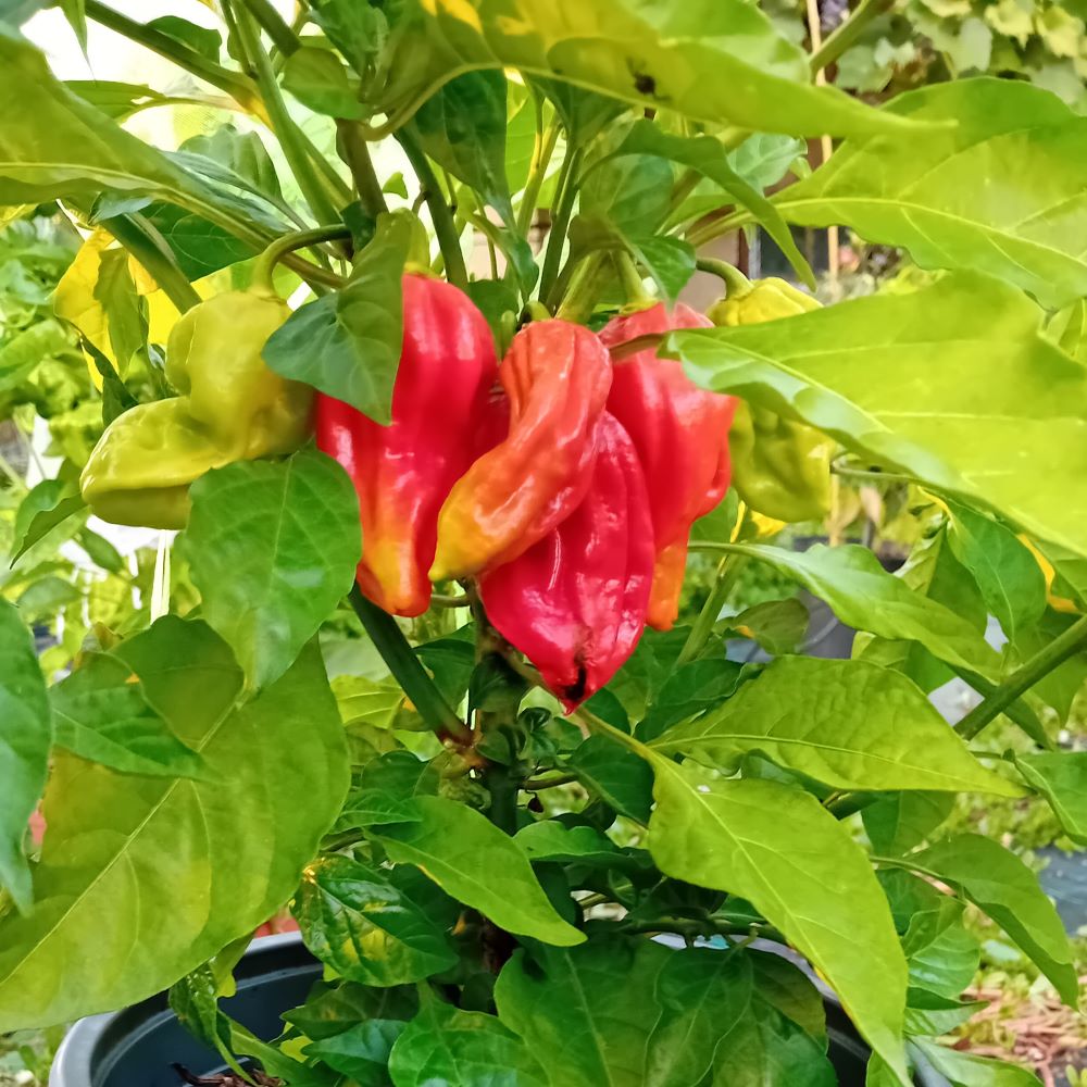 Seminţe Ardei - Scotch Bonnet Trinidad Red