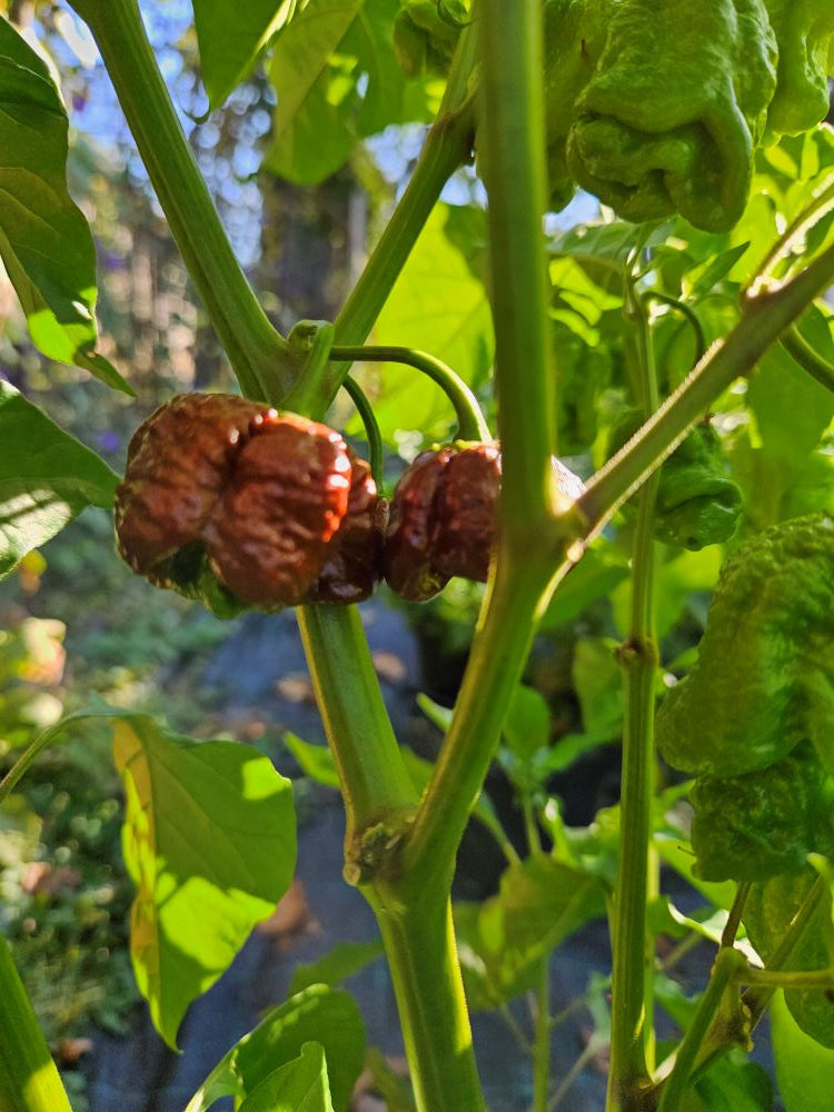 Seminţe Ardei - Sepia Serpent