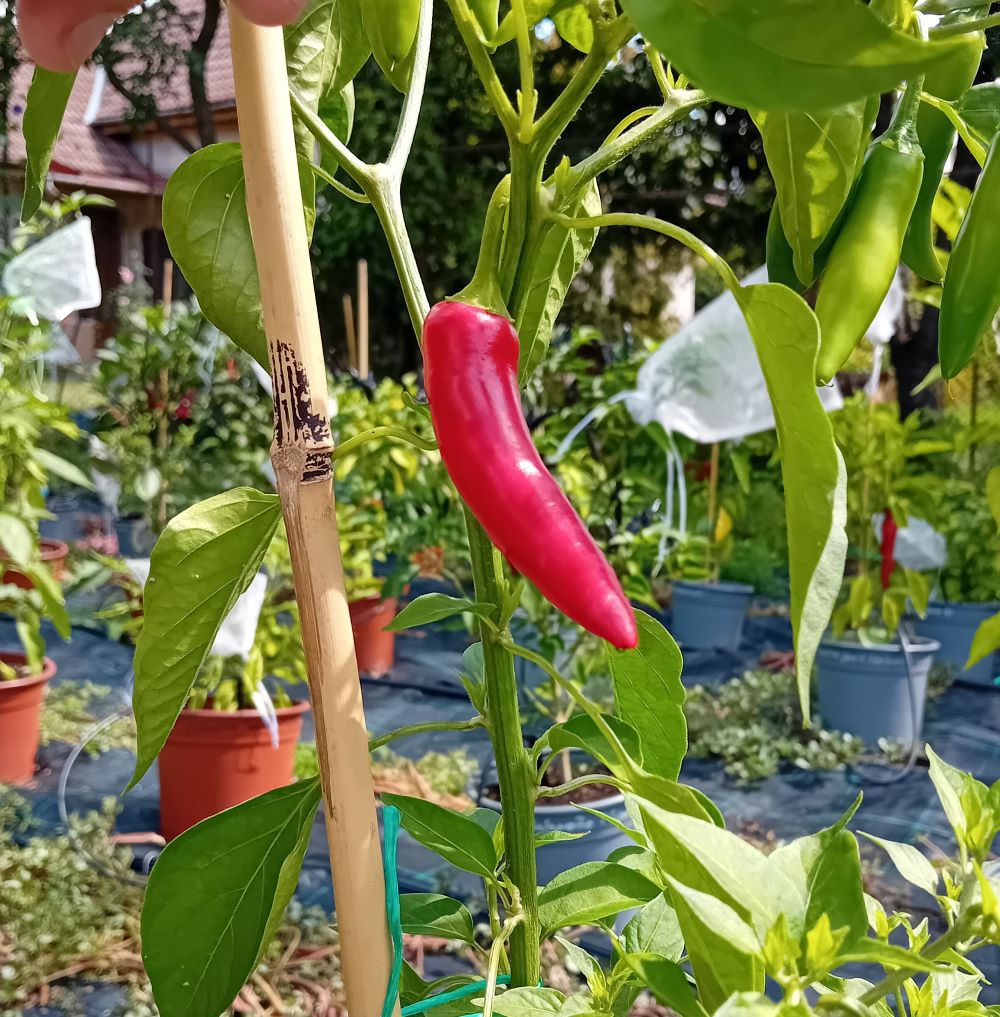 Seminţe Ardei - Serrano