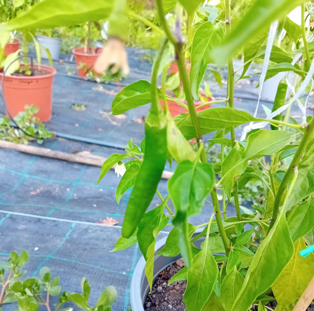 Seminţe Ardei - Serrano Tampiqueno