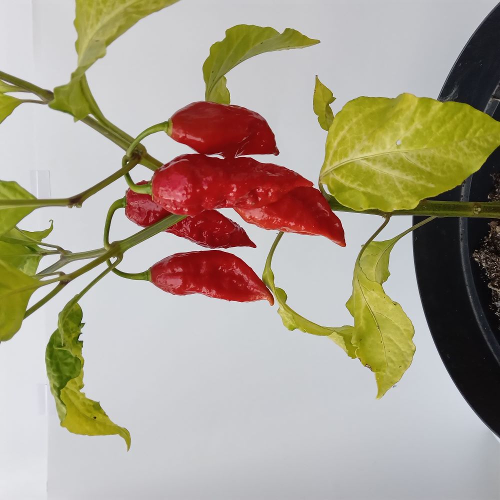 Seminţe Ardei - Shabu