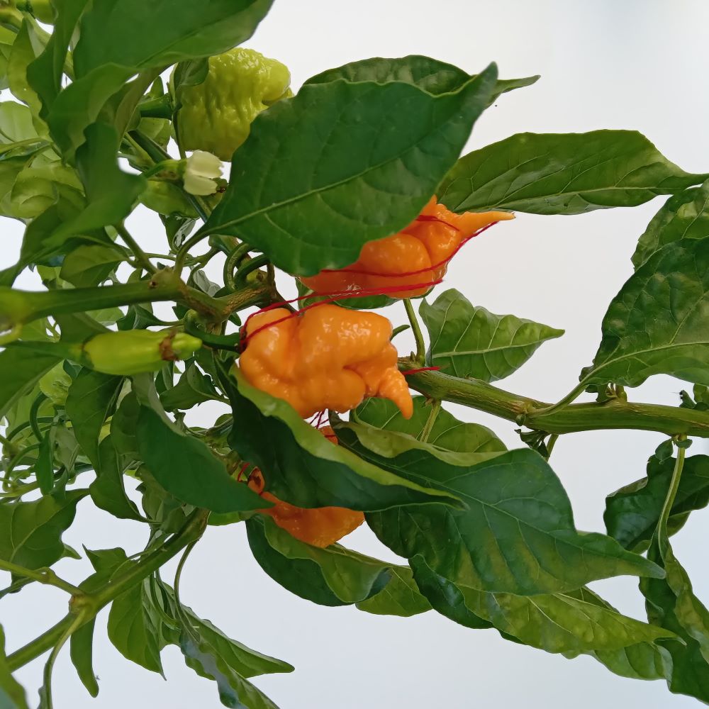 Seminţe Ardei - Star Scream