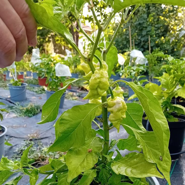 Pepper Seedling - Hurt Berry