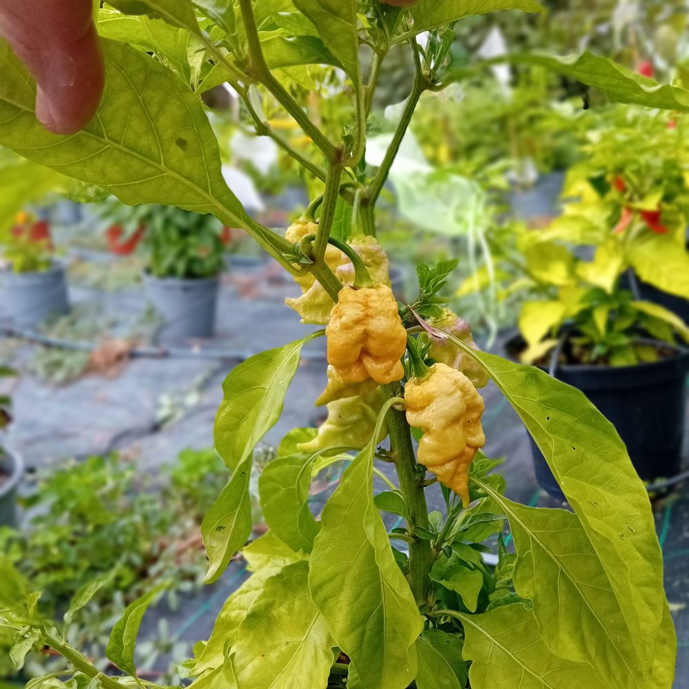Pepper Seedling - Hurt Berry