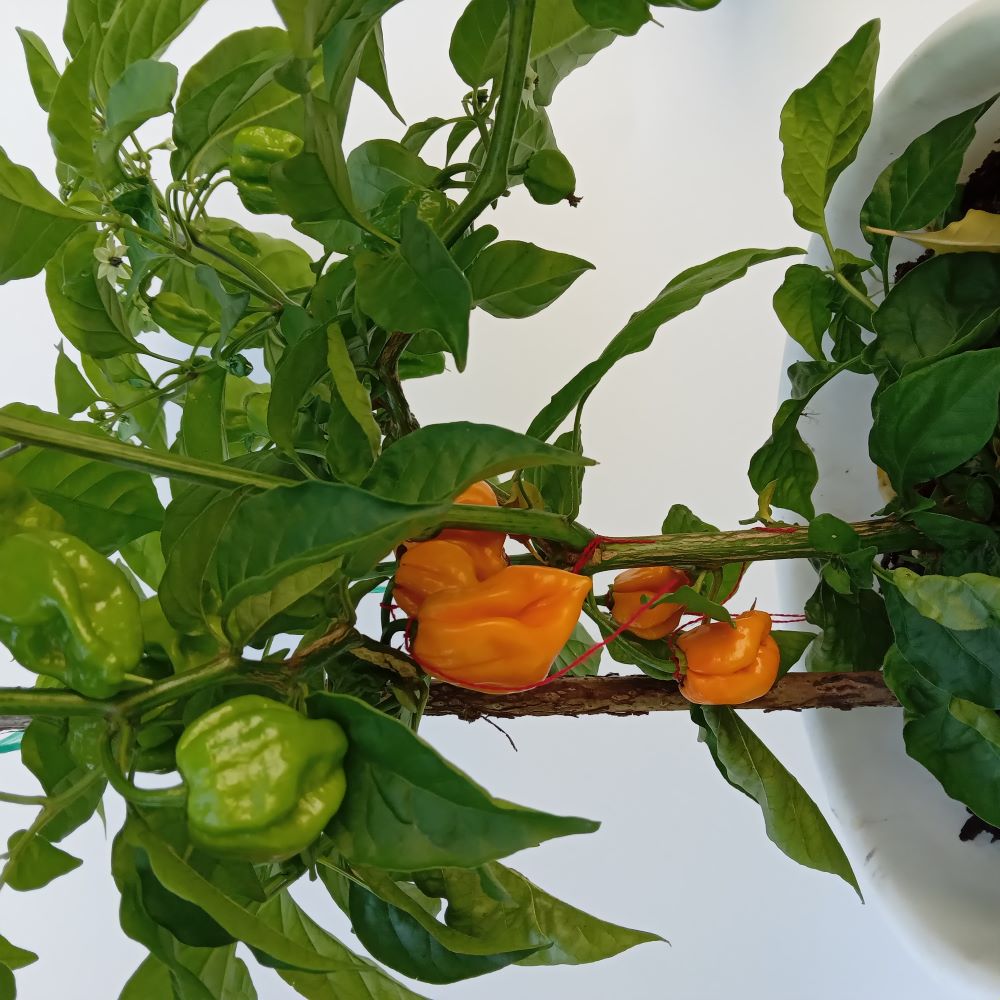 Seminţe Ardei - Stinger Yellow