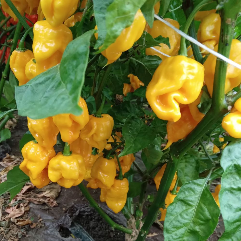 Seminţe Ardei - Stinger Yellow