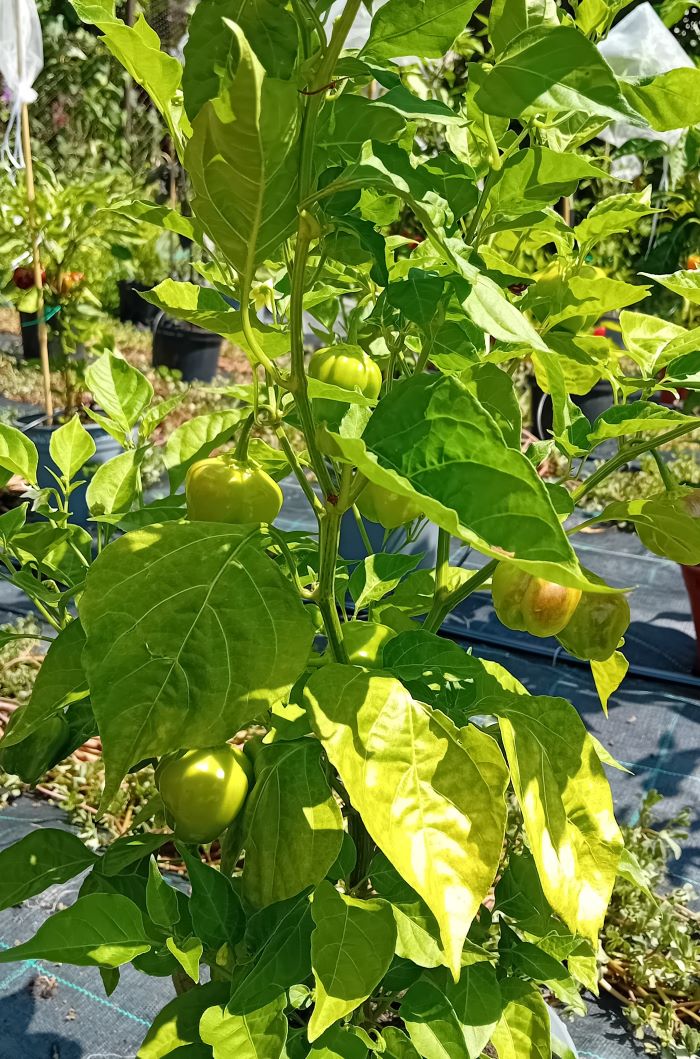 Seminţe Ardei - Sugar Rush Amarelo