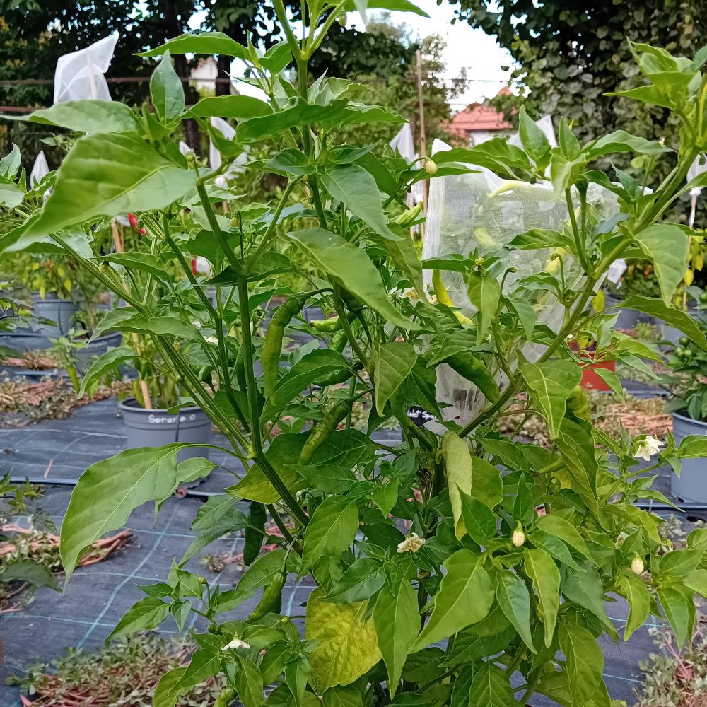 Pepper Seedling - Hurt Berry
