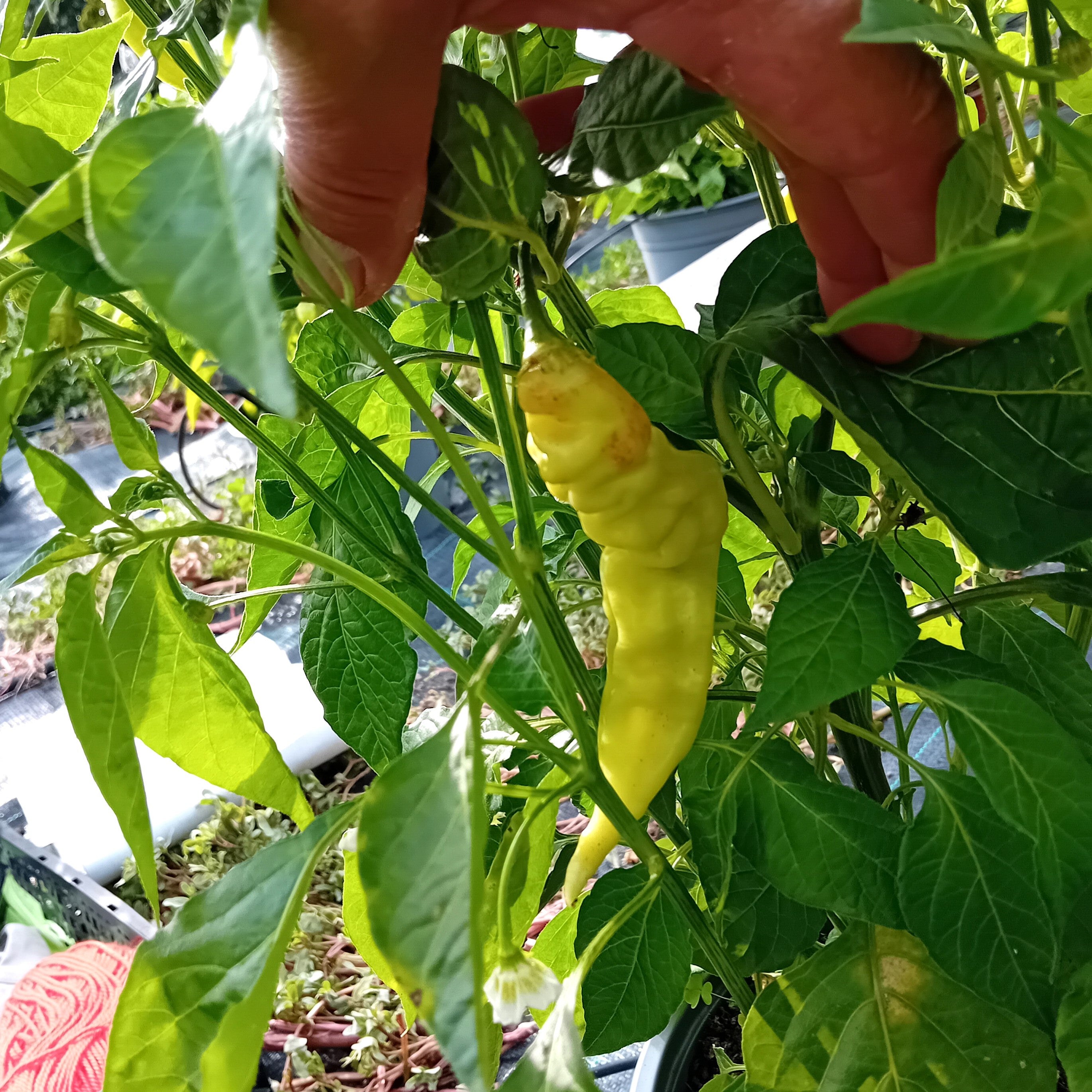 Seminţe Ardei - Sugar Rush Stripey