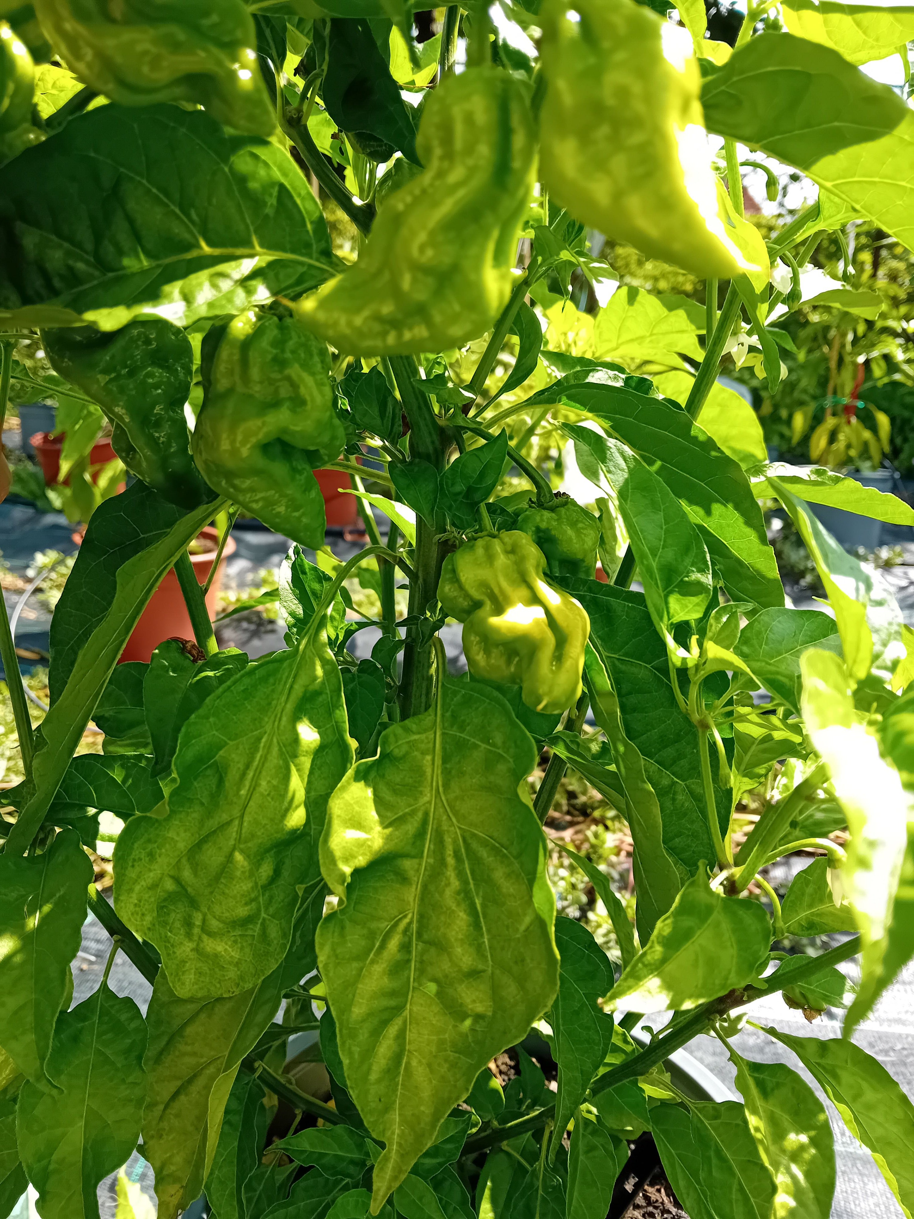 Seminţe Ardei - Sumatra