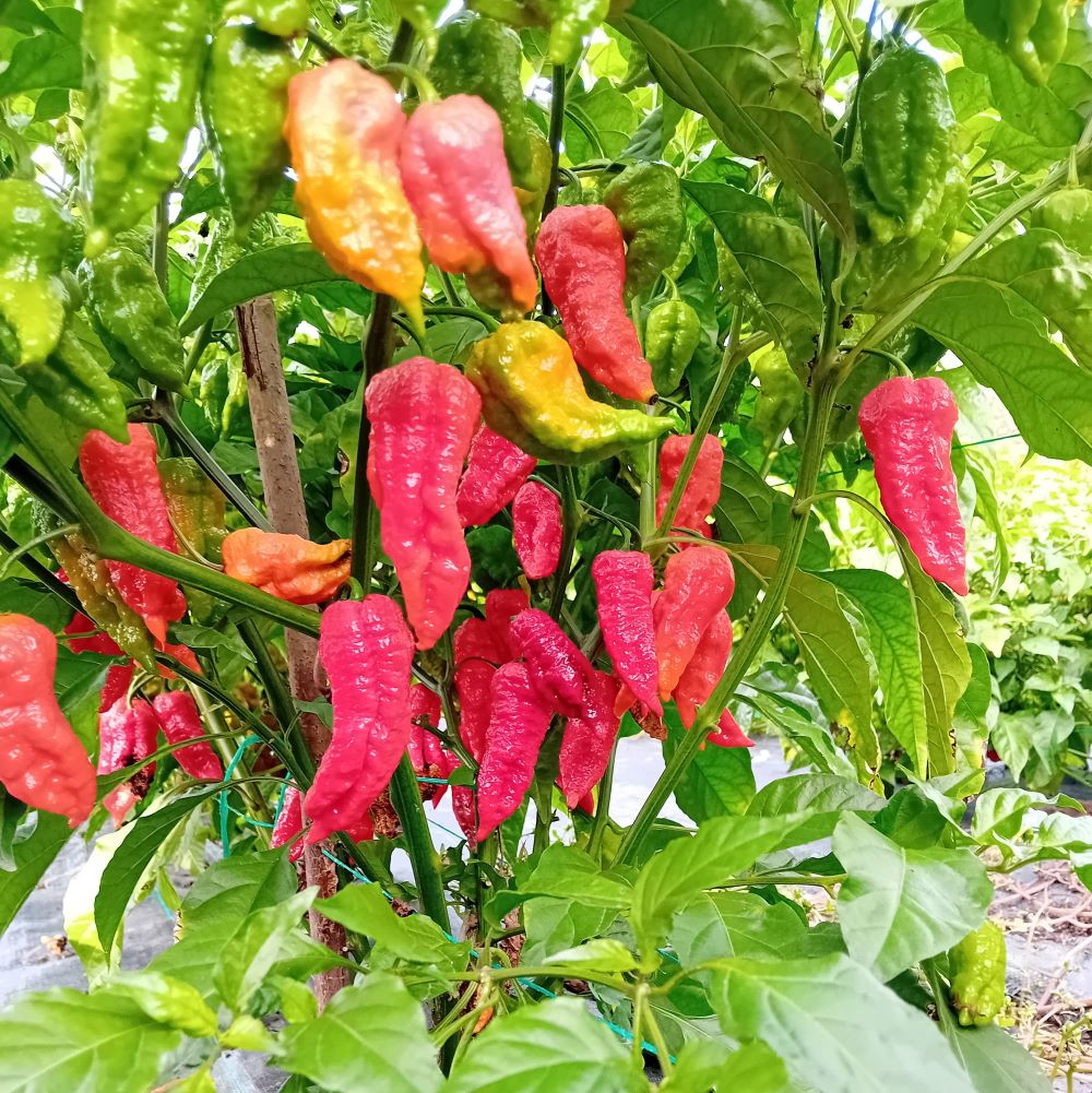Seminţe Ardei - Super Bhut Jolokia Red