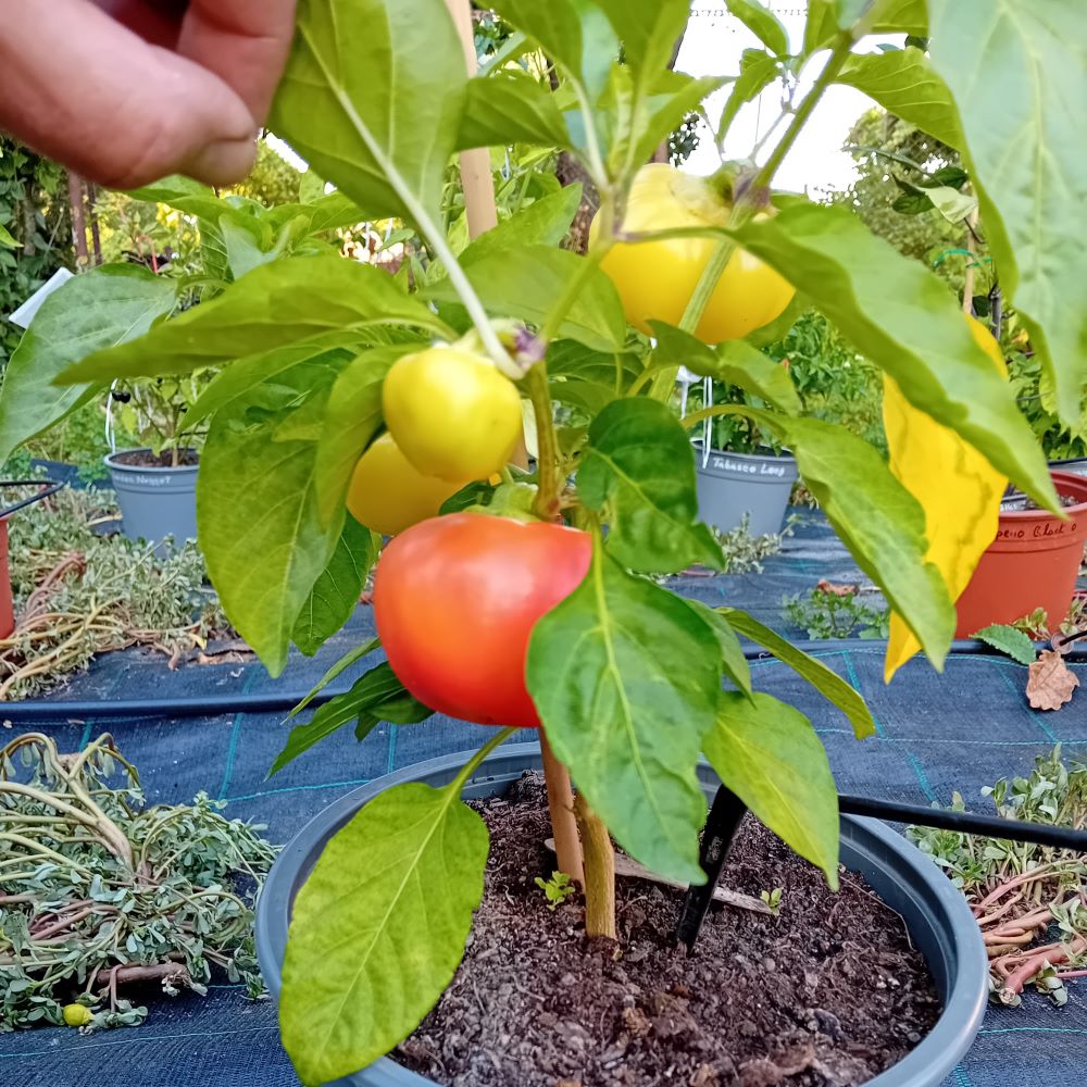 Răsad Ardei - Sweet Apple Kambe