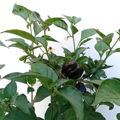 Seminţe Ardei - Swiss Chocolate