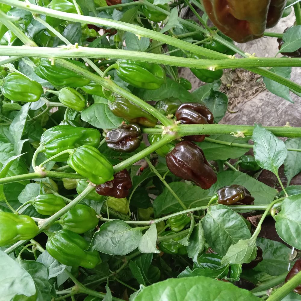 Seminţe Ardei - Swiss Chocolate