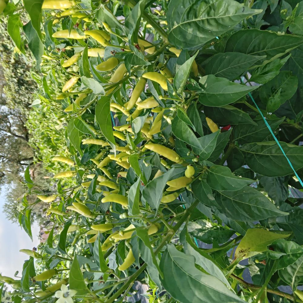 Seminţe Ardei - Tabasco