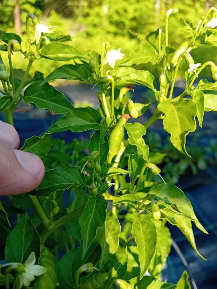 Seminţe Ardei - Tabasco Long